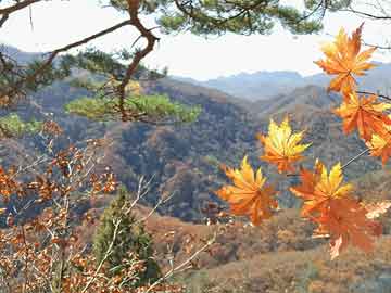 “左手永辉，右手潮玩”，叶国富的资本赌局